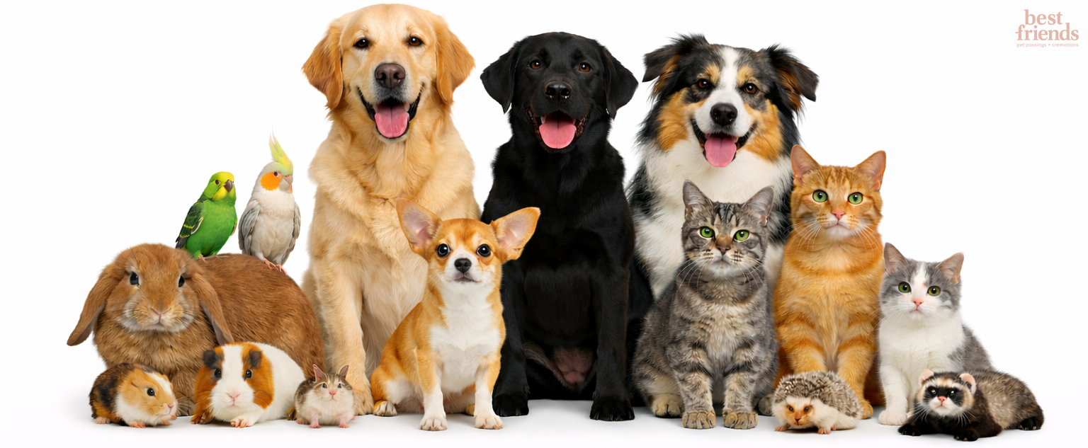 Best Friends Pet Passings and Cremations